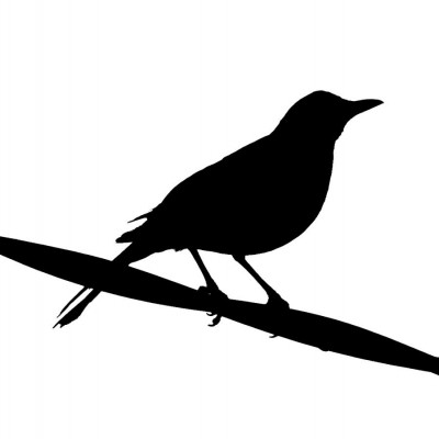 blackbird-silhouette-john-tidball-
